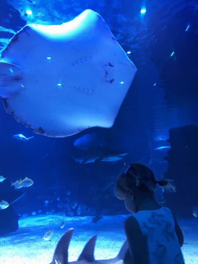 sharks and stingrays in the tunnels at Newport Aquarium