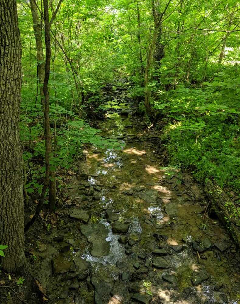 A shallow stream within the woods