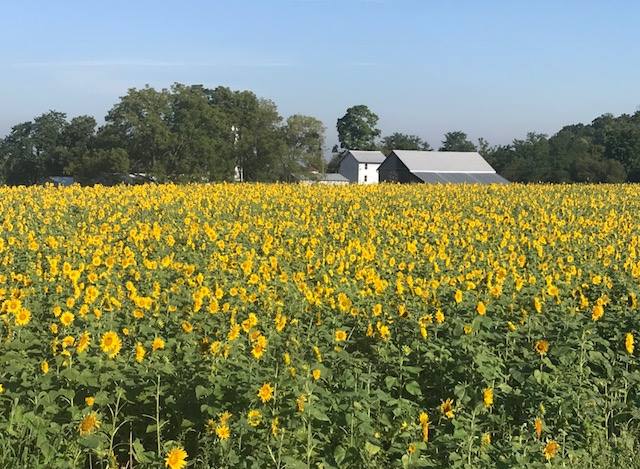 Sunflower Festival at Gorman Heritage Farm in Evendale
