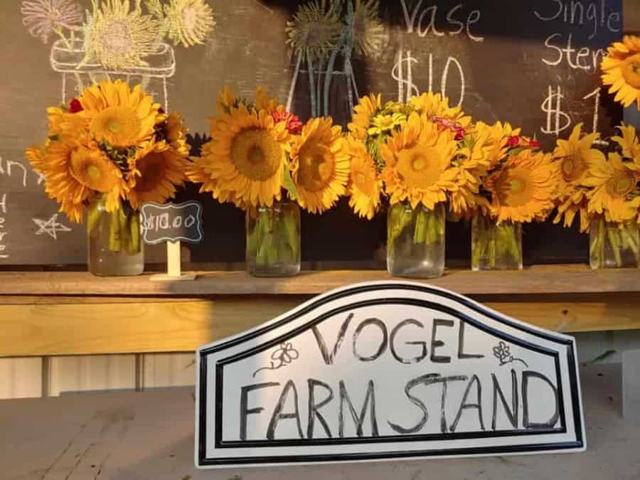 Sunflowers at Vogel Farm in Northern Kentucky, Cincinnati near