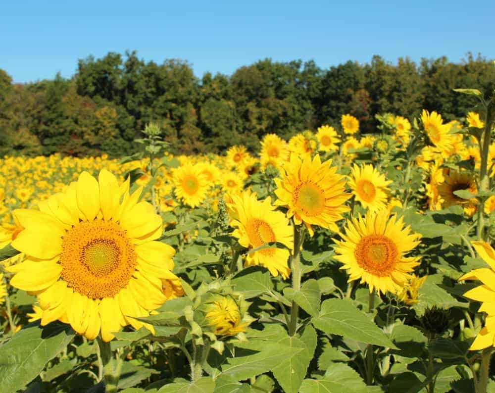 Sunflowers at Blooms and Berries in Loveland
