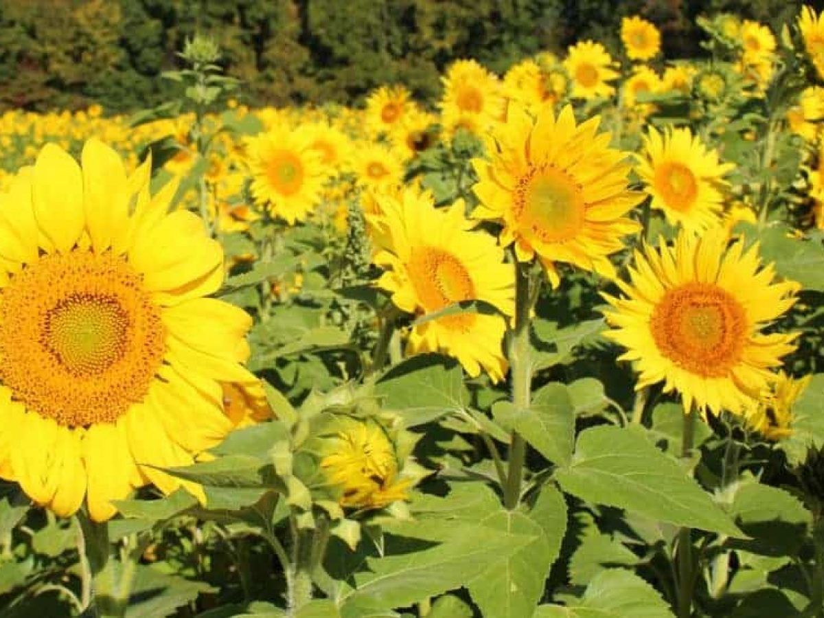 9 of the Best Sunflower Fields Near Cincinnati