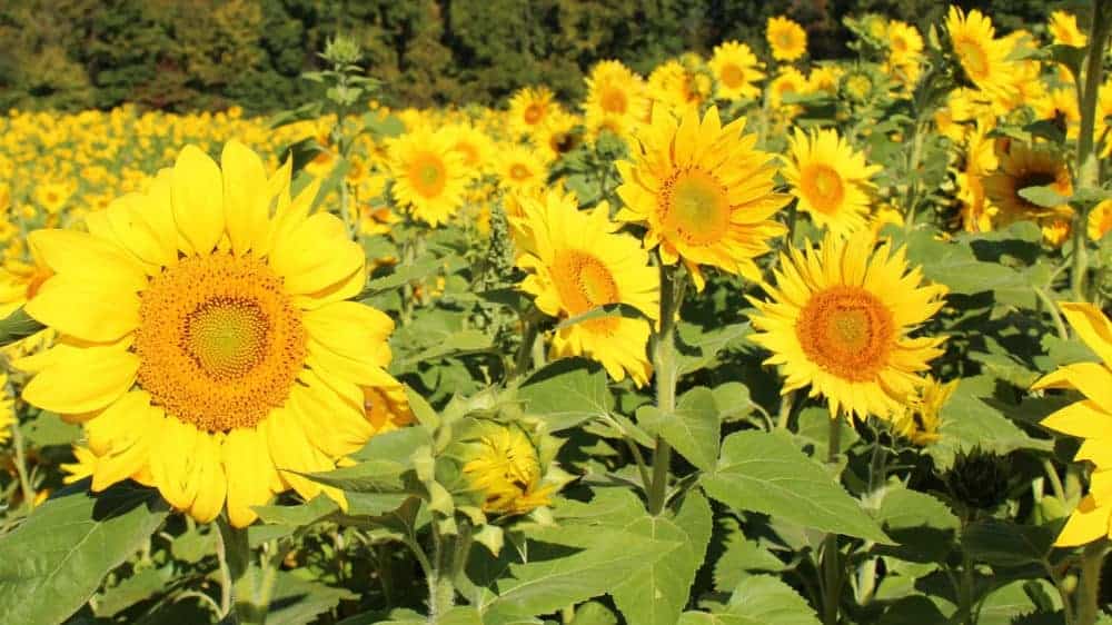 Sunflowers in bloom in a field