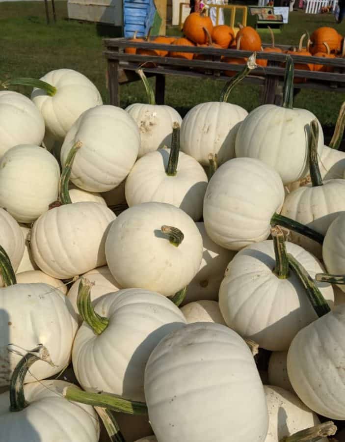 White Pumpkins at Shaw Farms