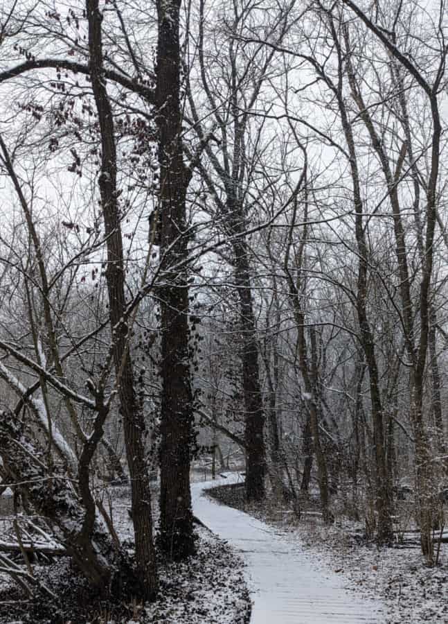 Boardwalk winding down the trail through the woods
