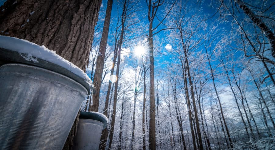 Maple Sugaring in Ohio