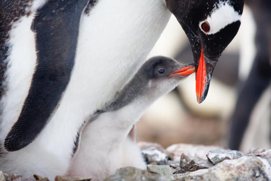 Cincinnati Zoo's Penguin Days begin on Sunday