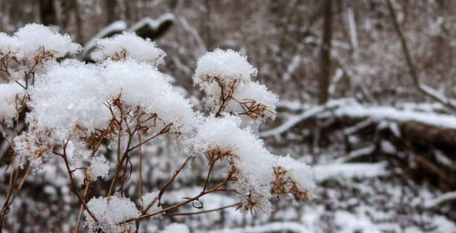 Snow on the trail at Winton Woods
