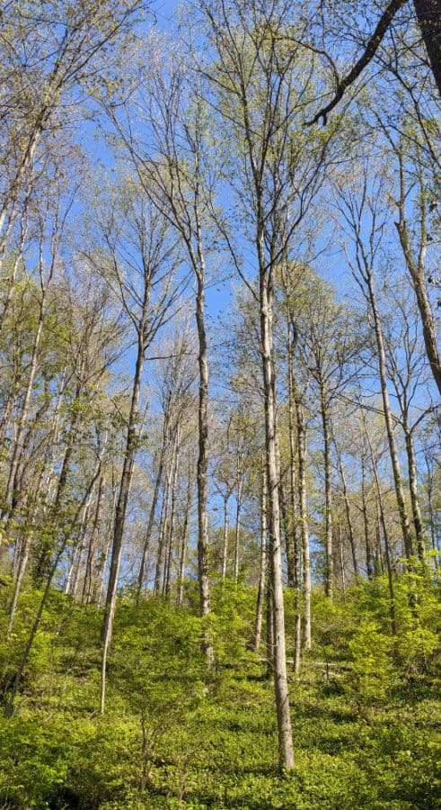 Trees with spring growth on the trail at Caldwell Nature Center