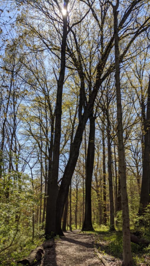 tall spring trees at Caldwell