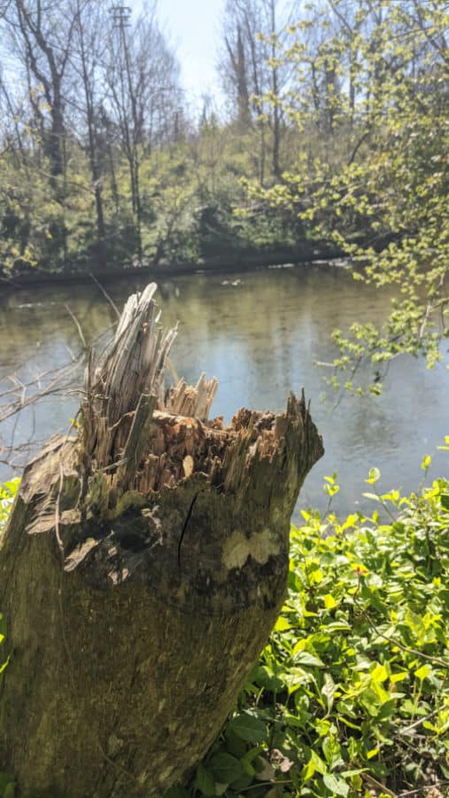 Stump on the trail at Caldwell Nature Preserve
