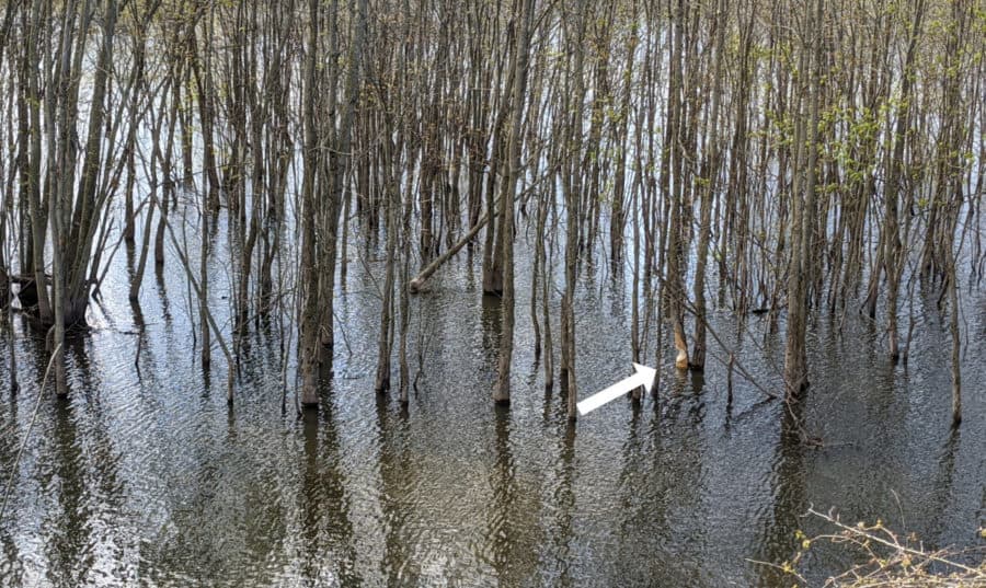 Beavers taking down trees