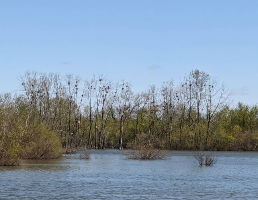 bird nests at Gilmore Preserve