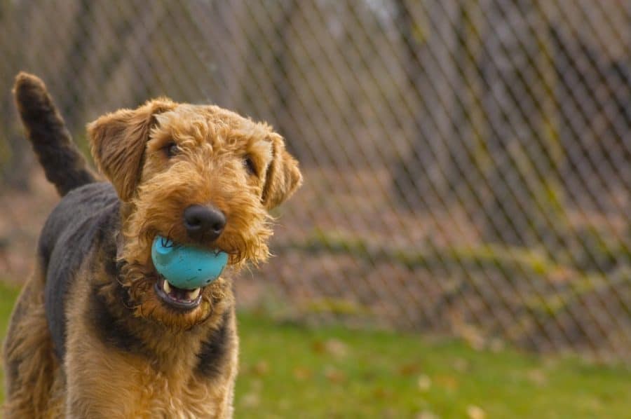 Dog in the park playing with a ball
