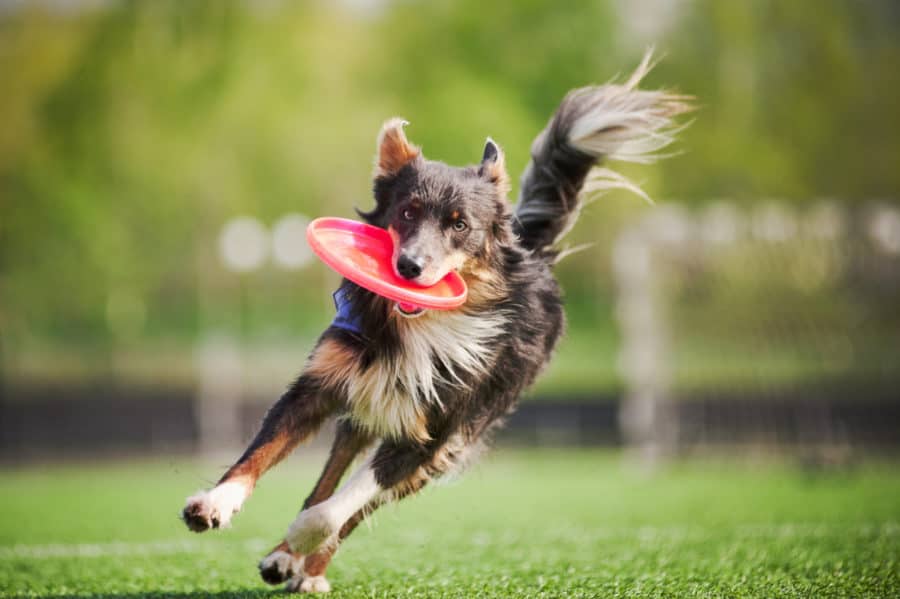 Dog with toy running in the park