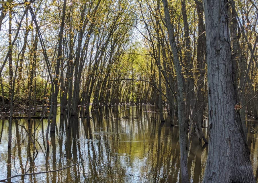 trees in the pond at Gilmore MetroPark