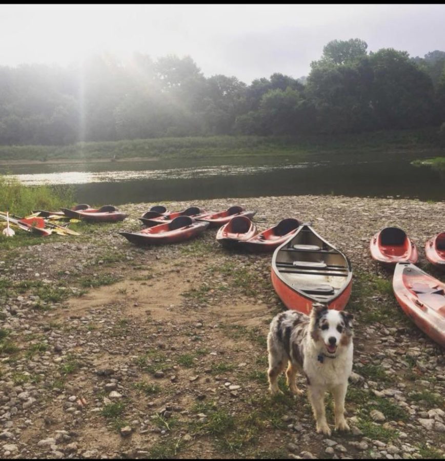 empty canoes and kayaks plus a cute dog on the beach at Tippecanoe and Kayaks Too 
