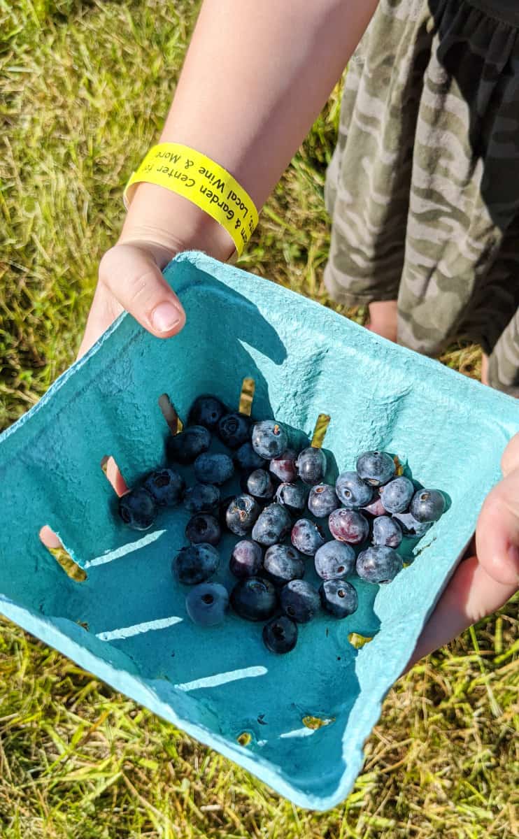 Girl holding a basket of blueberries at a berry picking farm in Cincinnati