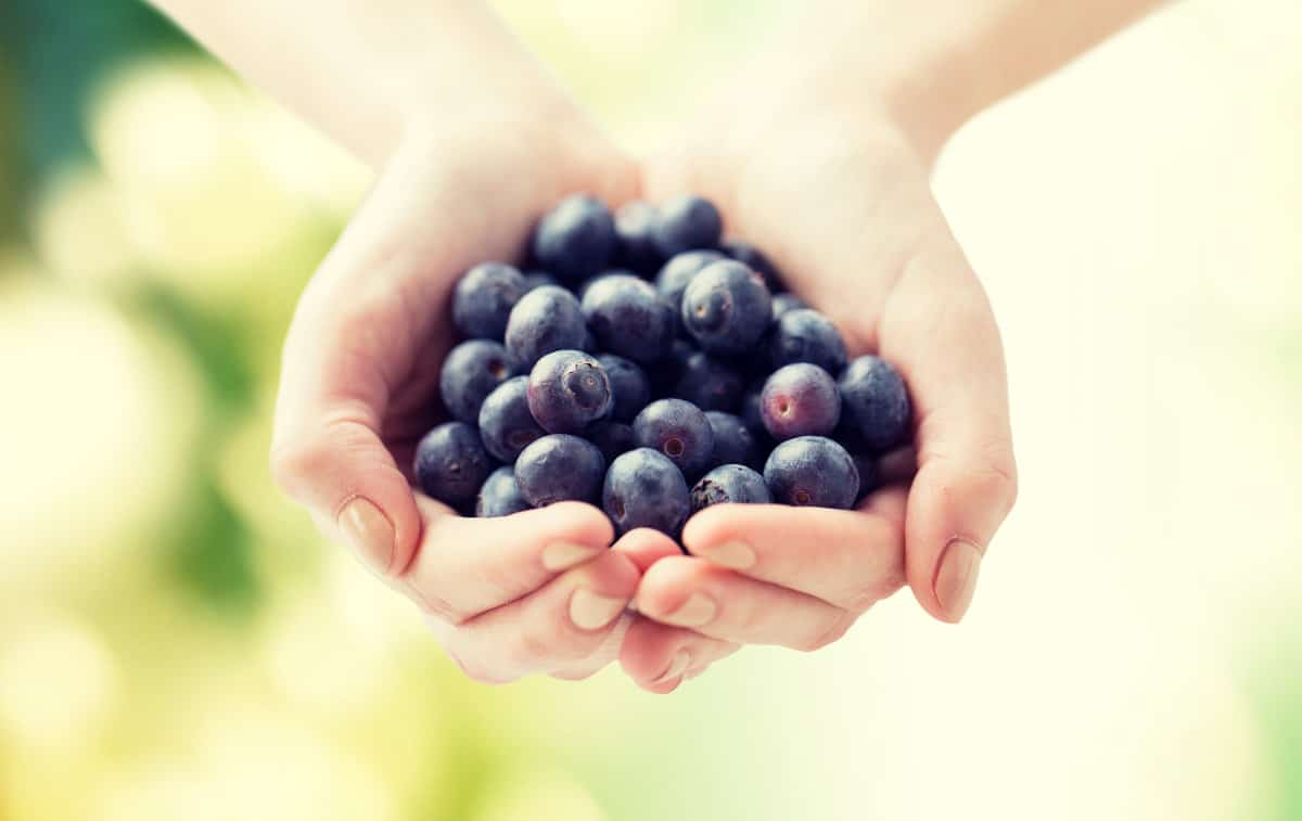 hands full of berries while picking your own blueberries