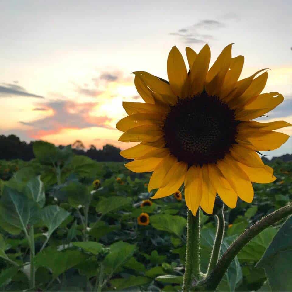 Sunflowers in the field at Lynd Fruit Farm