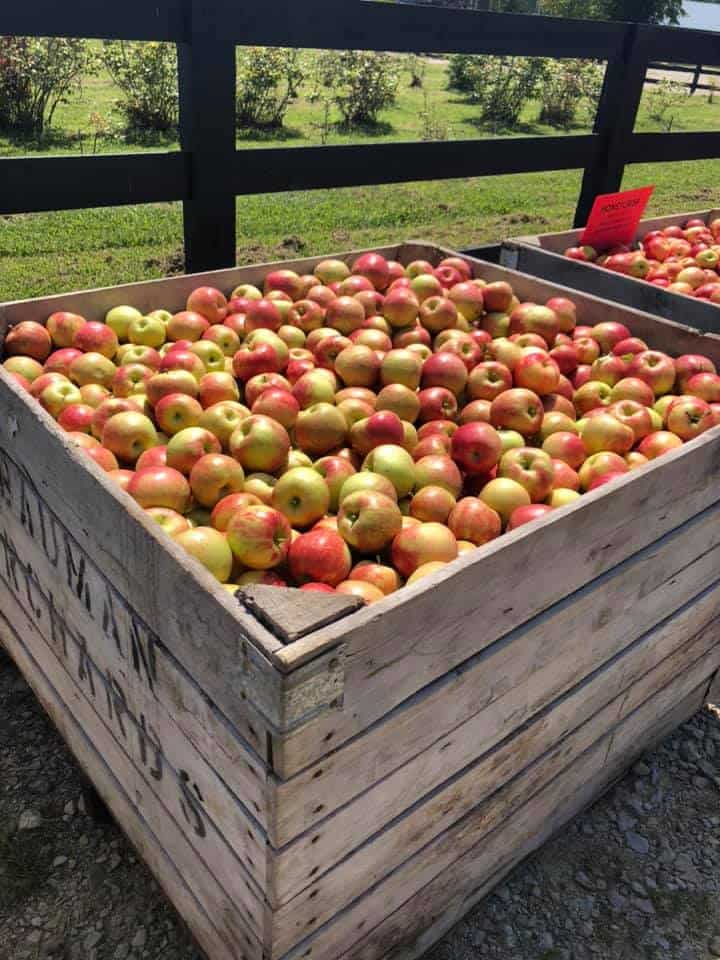 Loads of apples in crates at Hidden Valley Orchards