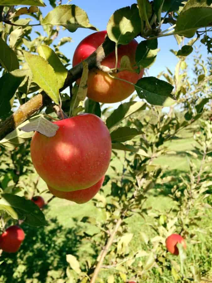 Karnes Orchard, a seventh generation apple farm