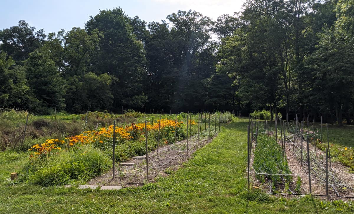 Flower beds in the back at Marmalade Lily