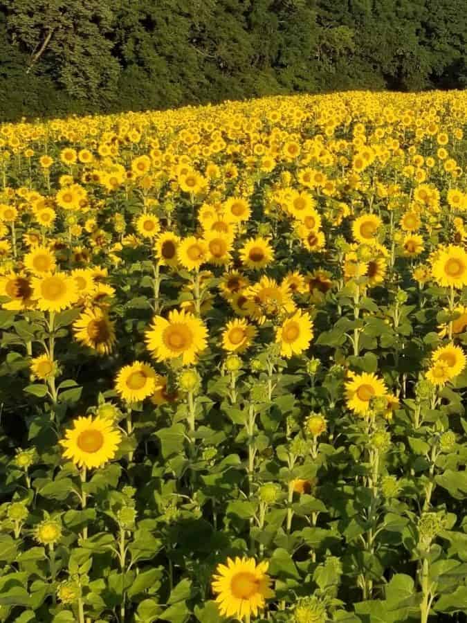 Sunflowers in the field at Monnin's Fruit Farm