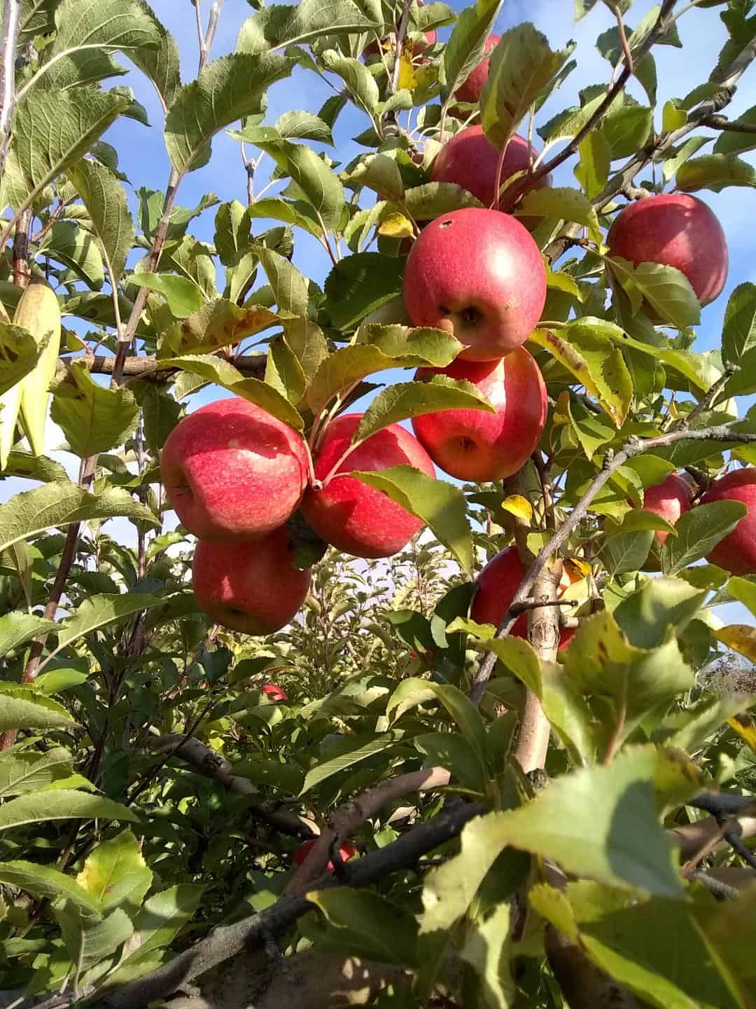 Apples in the trees at Tuken's Orchard and Farm Market