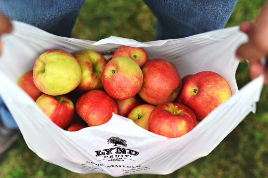 apples at Lynd Fruit Farm
