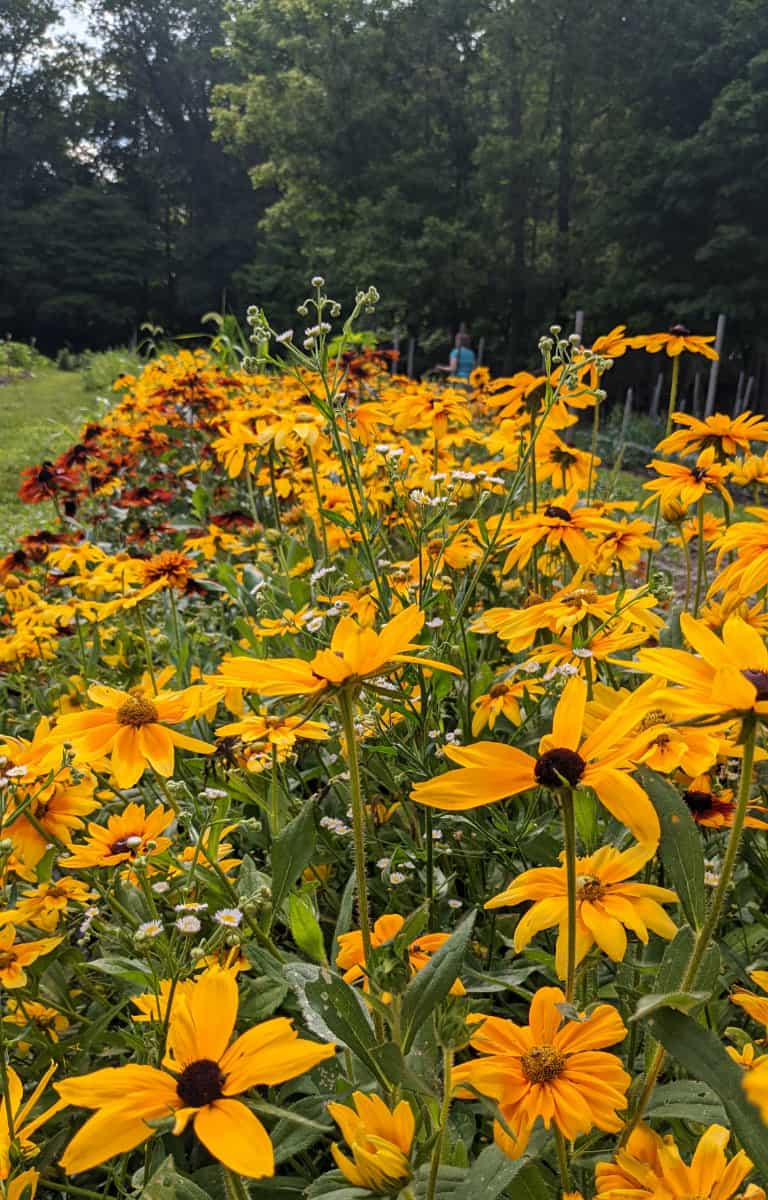 Summer flowers in bloom at the flower farm