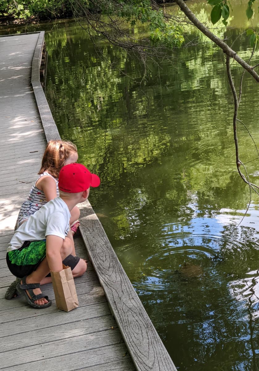 Feeding the turtles on a hike at the Cincinnati Nature Center in Cincinnati Ohio