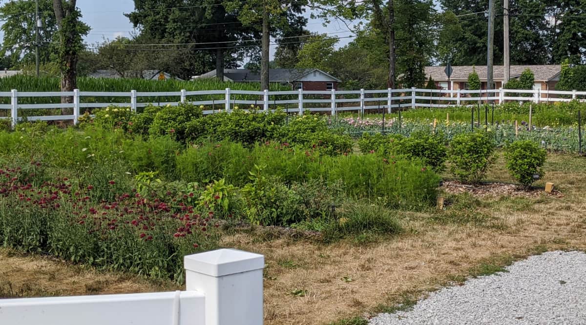 fields at the flower farm