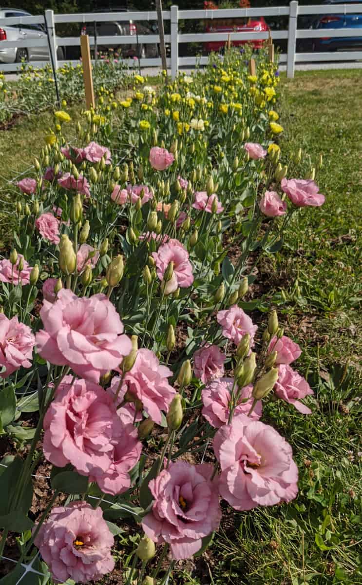 Flowers in the U Cut plots