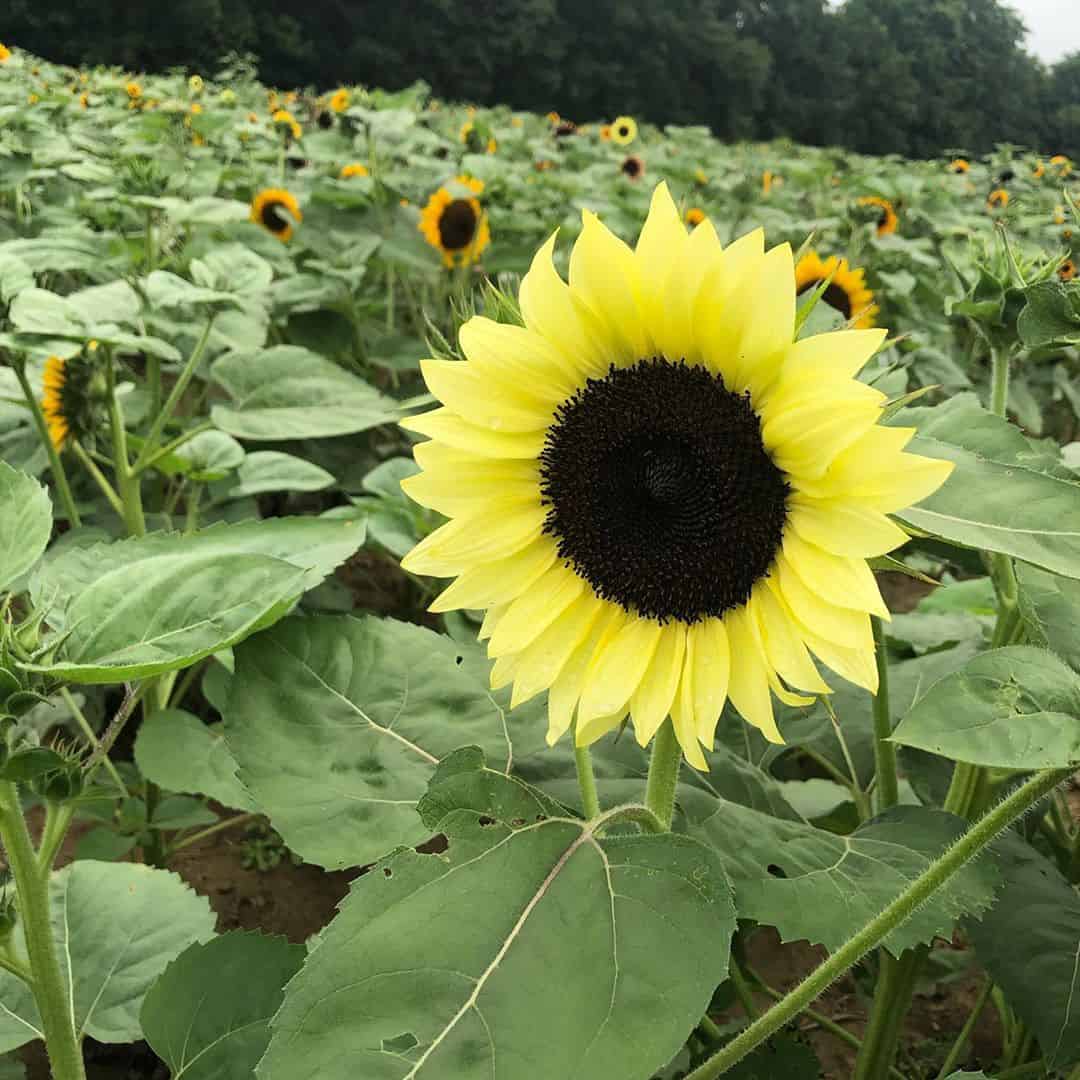 a sample of the multiple varieties of sunflowers
