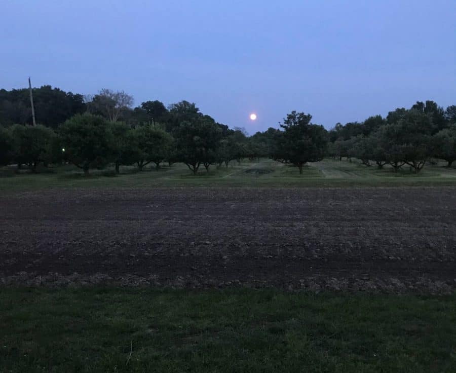 Pringles Apple Orchard