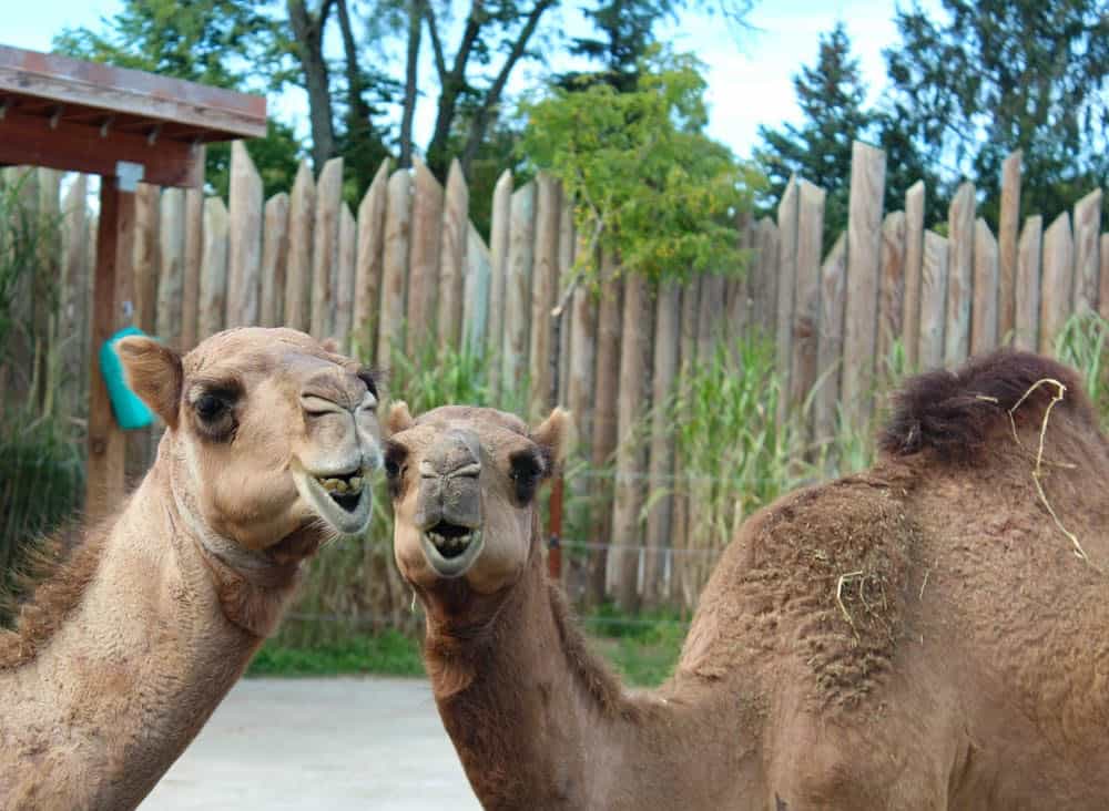 Camels at the Columbus, Ohio zoo
