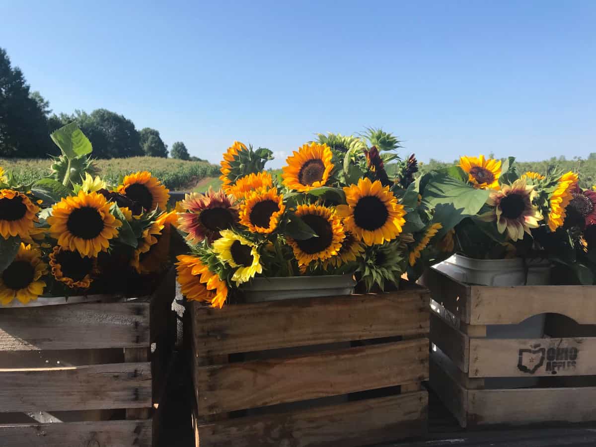 Cut sunflowers in the field at Lynd Fruit Farm in Ohio