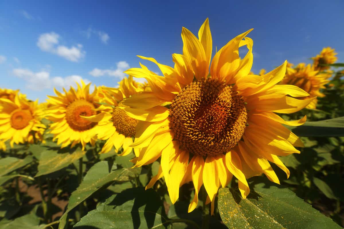 sunflowers in a field