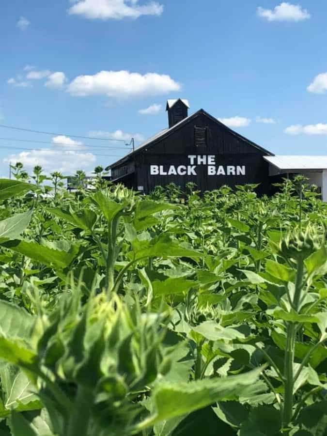 The Black Barn behind a field of plants
