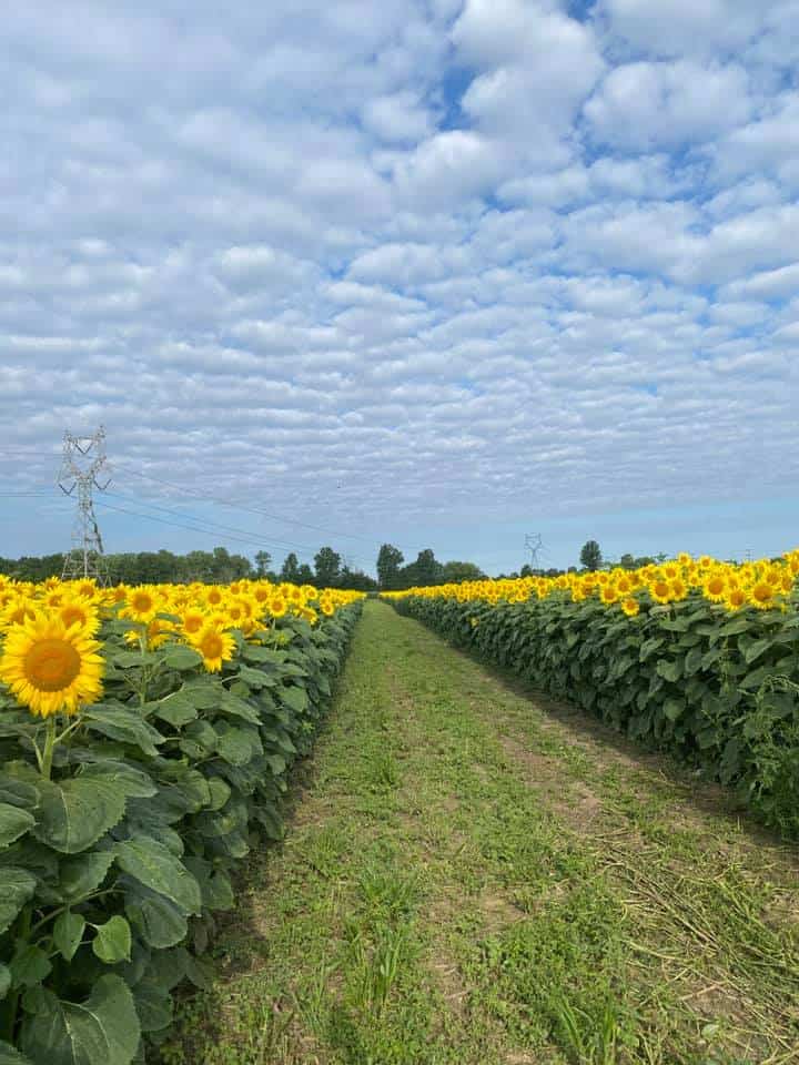 The 10 Best Sunflower Fields in Ohio · 365 CINCINNATI