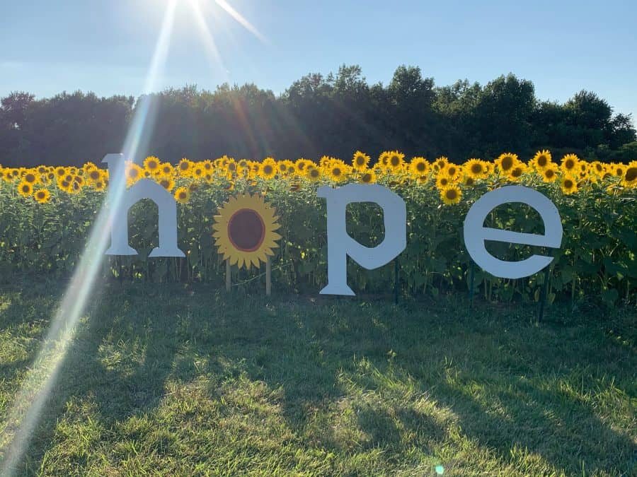 The 10 Best Sunflower Fields in Ohio · 365 CINCINNATI