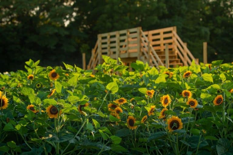 The 10 Best Sunflower Fields in Ohio · 365 CINCINNATI