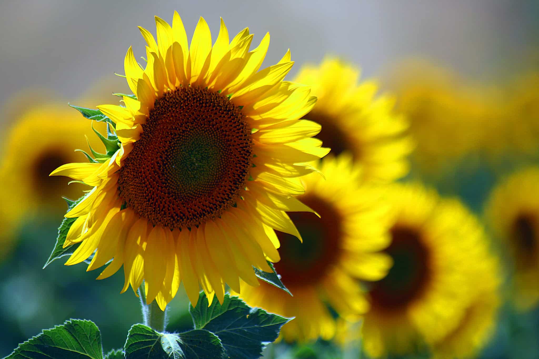 The 10 Best Sunflower Fields in Ohio · 365 CINCINNATI