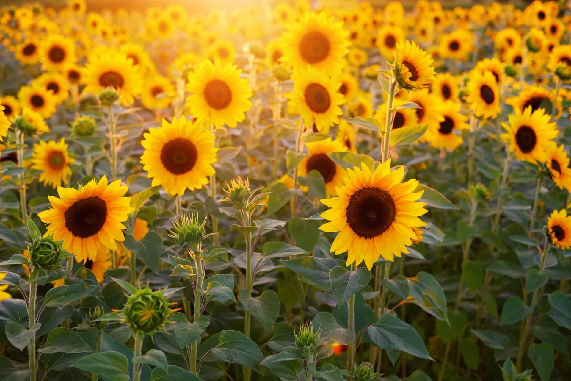 The 10 Best Sunflower Fields in Ohio · 365 CINCINNATI