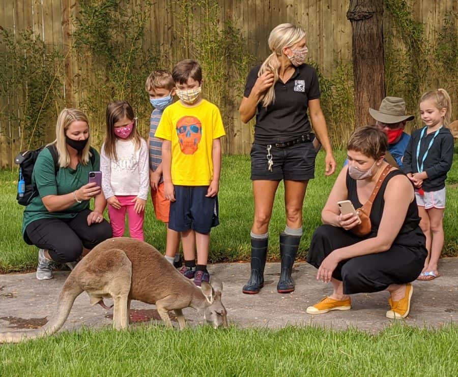 kangaroos at the Cincinnati Zoo