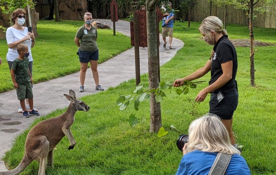 Feeding the kangaroo at The Cincinnati Zoo
