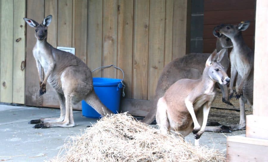 kangaroos at the Cincinnati Zoo
