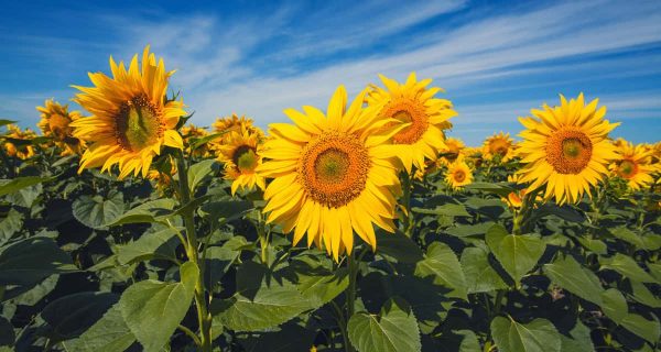 The 10 Best Sunflower Fields in Ohio