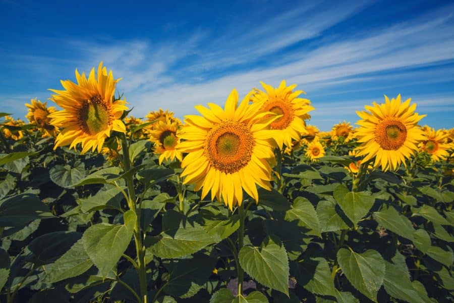 sunflowers in a field